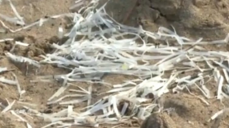 Купчините морска трева по плажовете - заради незаконно тралене 