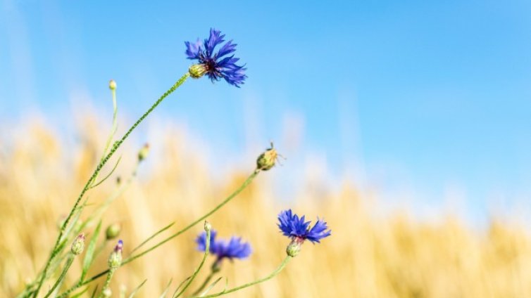 Валежите постепенно спират, градусите днес до 33&deg;C