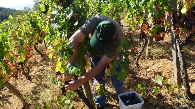 18 лозари обраха грозде "на зелено" за пари от държавата