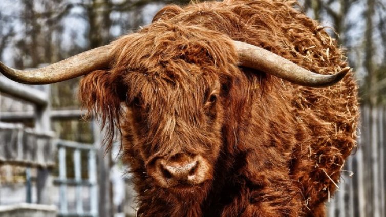 Бикове тероризират хора от столичния кв. "Лозенец"