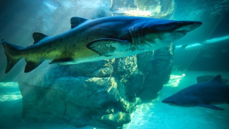 Акулите са застрашен заради ваксината срещу COVID-19