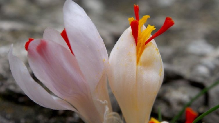 България може да произвежда шафранови продукти за Европа