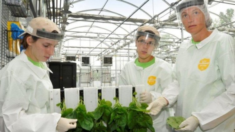 Medicago изпитва ваксина срещу COVID-19 на основата на тютюнево растение