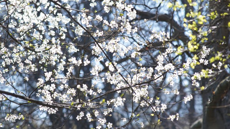 Времето днес: слънчево и ветровито
