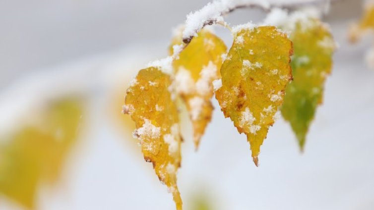 Очаква ни мека зима, сняг - в началото на декември