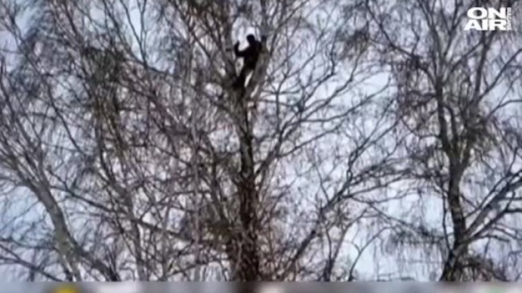 Студент от Сибир се покатери на бреза, за да учи онлайн 