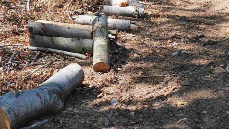 Поголовна сеч в двора на Лясковския манастир