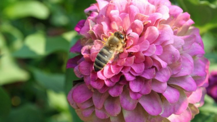 Българи от чужбина с еднопосочен билет към родните села