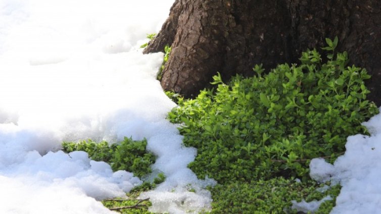 Декември идва със студено време, ще има ли сняг за Коледа?