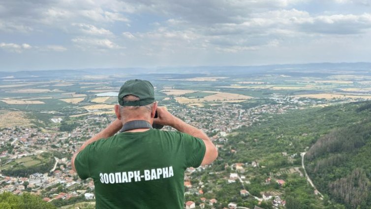 Жена подаде сигнал, видяла шуменската пантера на пътя