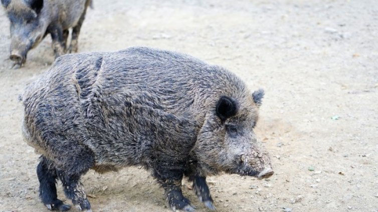 Заблудено диво прасе предизвика катастрофа на АМ "Тракия" 