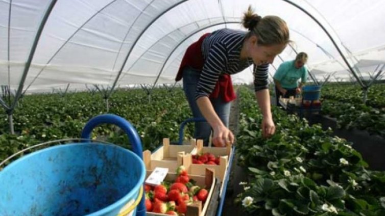 Реколтата на Острова изгни на полето, пускат повече сезонни работници