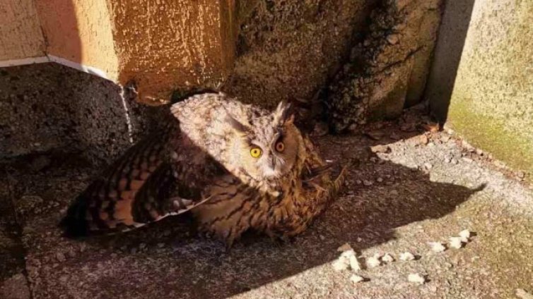 Служители от детска градина спасиха бухал със счупено крило