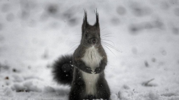 Снежна буря в Нидерландия за първи път от повече от 10 години