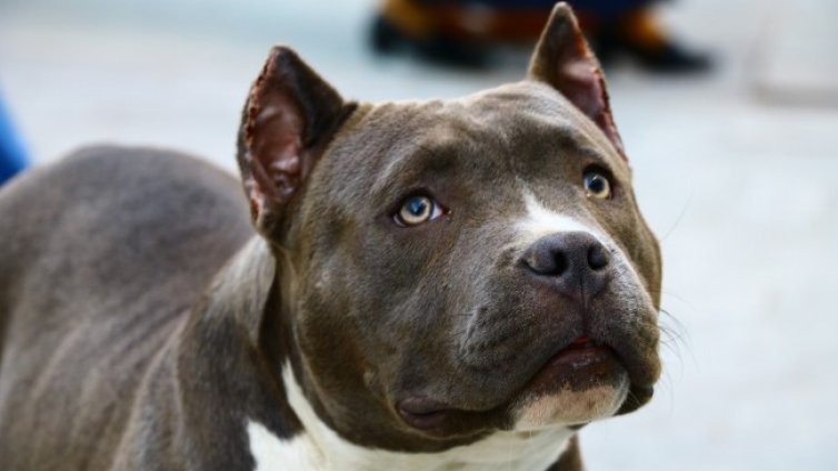 Питбул нападнал мъж и кучето му време на сутрешна разходка