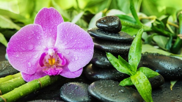 6 растения, които носят късмет в дома 