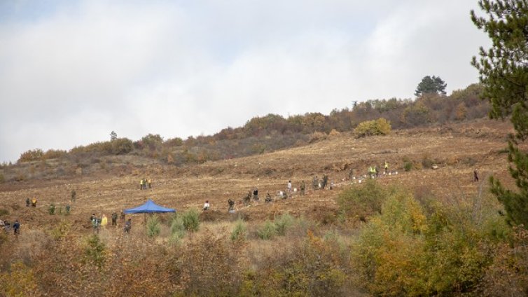 Засаждат 10 000 фиданки от цер край Стара Загора