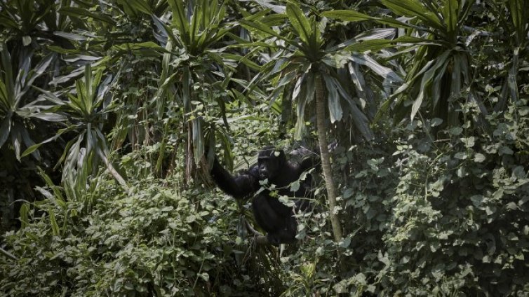 Новата пандемия - въпрос на време: Пушени маймуни, прилепи, костенурки...
