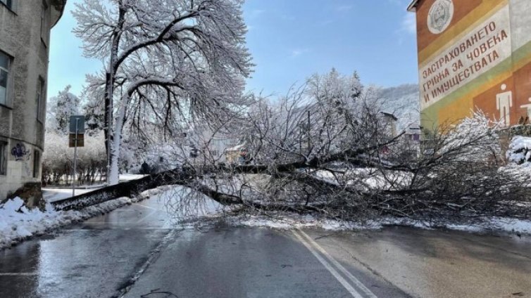 Паднало дърво блокира централна улица в Шумен