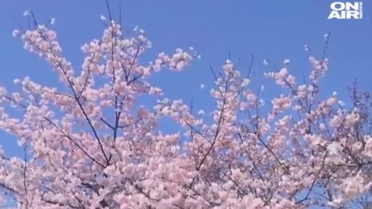 Разцъфнаха вишневите дървета в Япония 