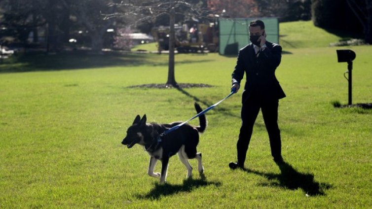 &bdquo;Рецидивист&ldquo;: Куче на Байдън пак ухапа човек в Белия дом