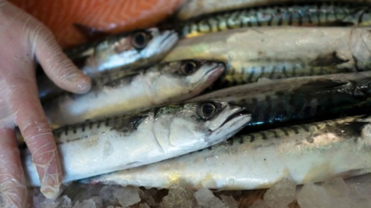 Рибари продават риба до 5 кг за лична употреба