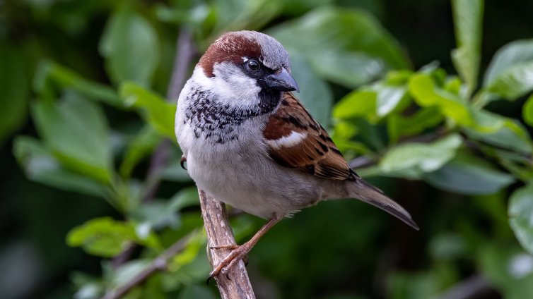 Крах на екосистемата: С 50% са намалели врабчетата в София