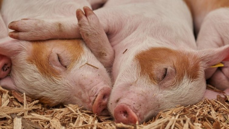 За 20 г. прасетата у нас са четири пъти по-малко, а говедата &ndash; три