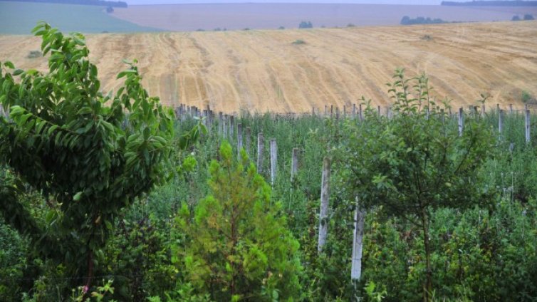 Източноевропейци по полетата на Германия, а условията - катастрофа 