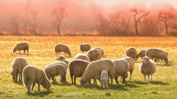 БАХБ отрича да има виртуални овце, има динамика на броя на животните 