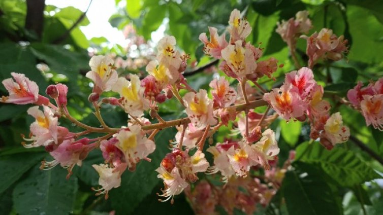 Слънце до обяд, после дъжд с гръмотевици и градушки