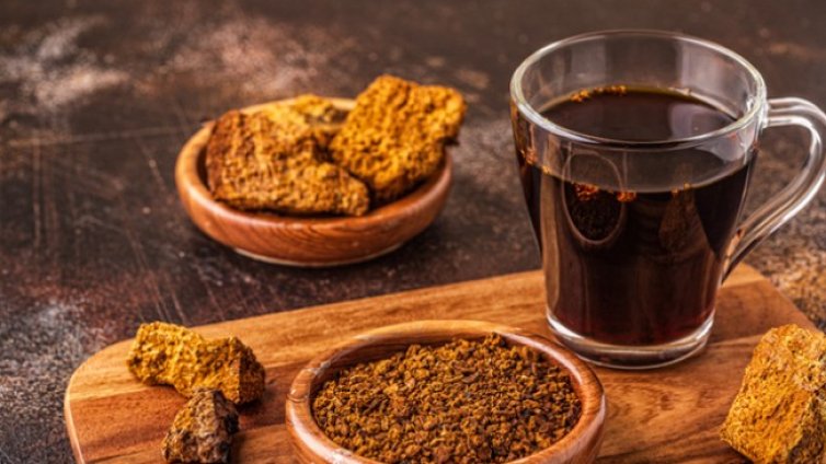 За какво е полезна гъба чага? 