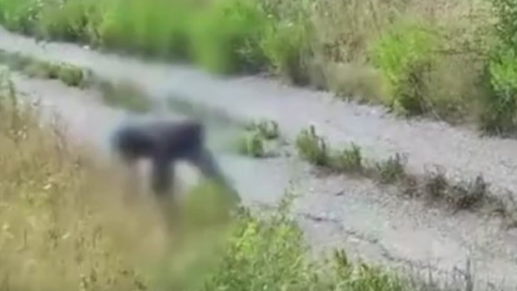 Скрити камери заснеха подпалвач в Италия