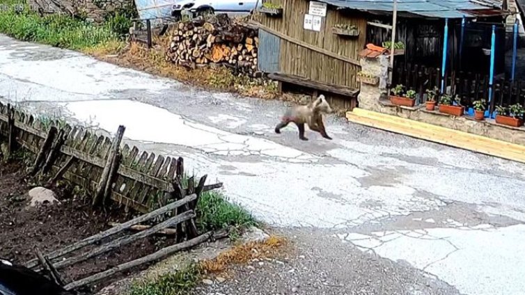Мече търчи из улиците на село Мугла ВИДЕО