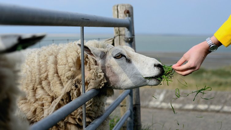 Първият в света случай на птичи грип при овце е открит в Англия