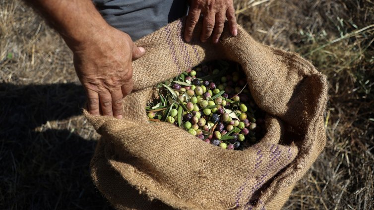 По 100 евро надница за бране на маслини в Гърция, няма работници