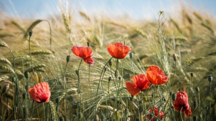 Слънчево и топло в събота, валежи в неделя 