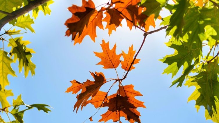 До неделя дъжд, после слънце и бавно затопляне до 15-16&deg;C