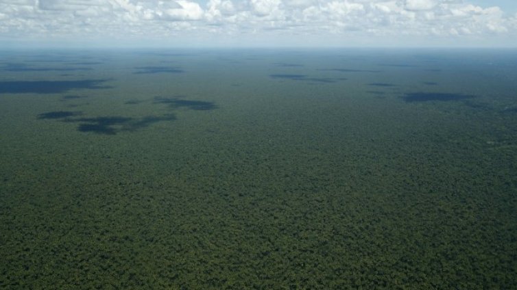 ЕС обеща &euro;1 млрд. за защита на горите по света