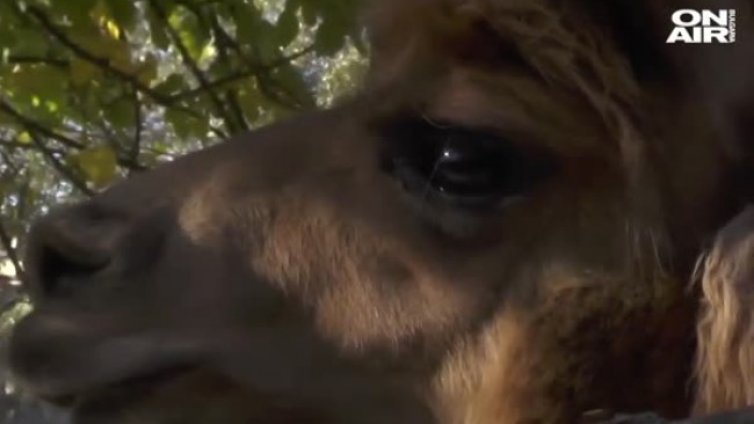 Ламата Президент - гордостта на варненския зоопарк