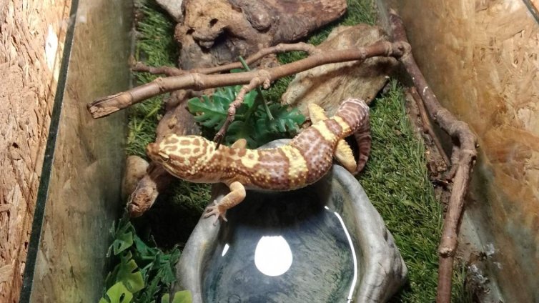 В кадър: Митниците предадоха 100 гекона и над 240 тарантули на терариум