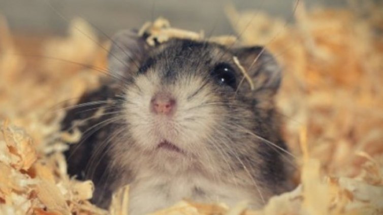 Избиха 2000 хамстера в Хонконг заради огнище на COVID-19