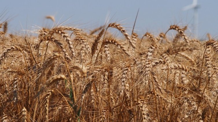 Държавата нямала капацитет да съхранява 1 млн. тона зърно 