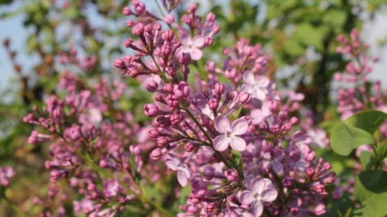 Температурите вървят нагоре &ndash; в четвъртък ще са 19&deg; - 24&deg;