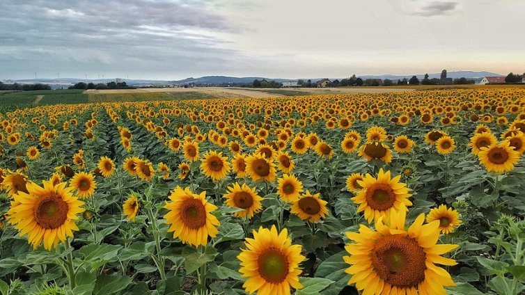 Краткотрайни валежи и температури около 27&deg; ще ни разхладят утре