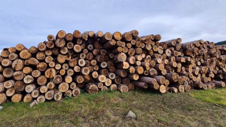 Босна и Херцеговина забрани за 90 дни износа на дървесина