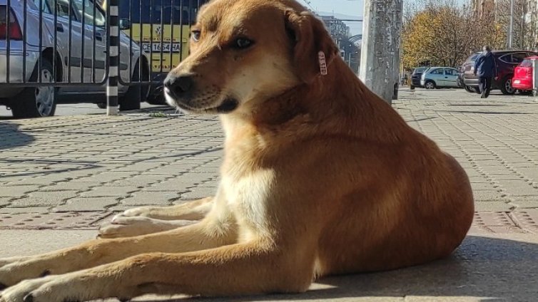 Мъж намушка с нож съседи заради лай на кучето им