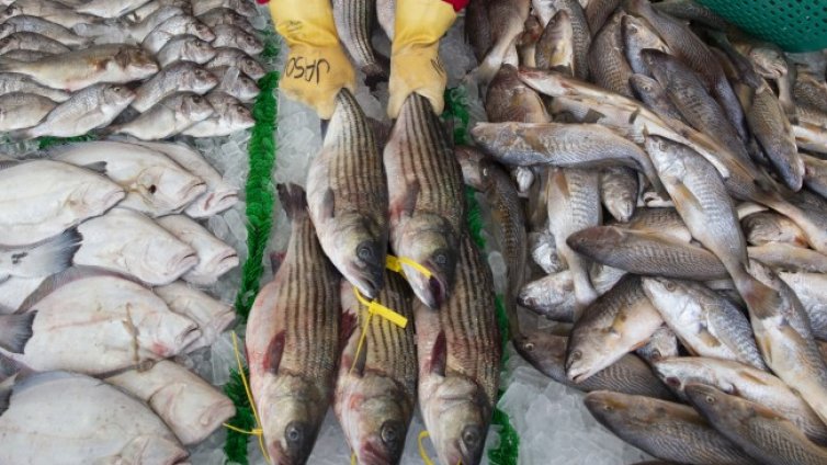 Китай ще тества уловената риба за... ковид