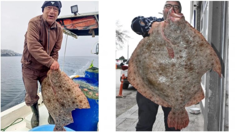 Извадиха гигантски 15-килограмов калкан в Черно море