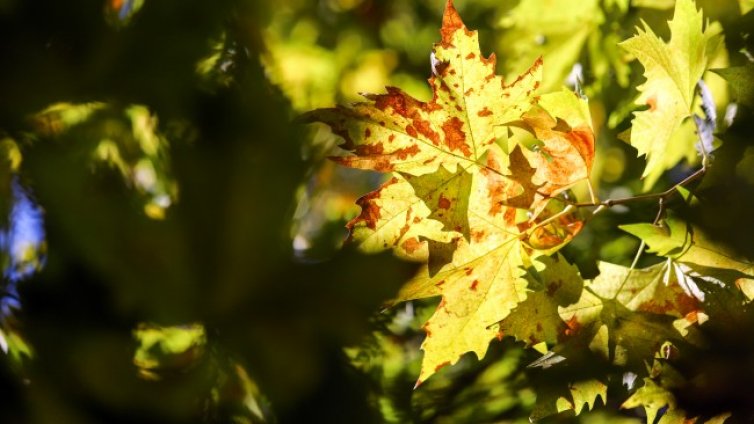  Слънчева и топла неделя, температурите ще са до 26&deg;
